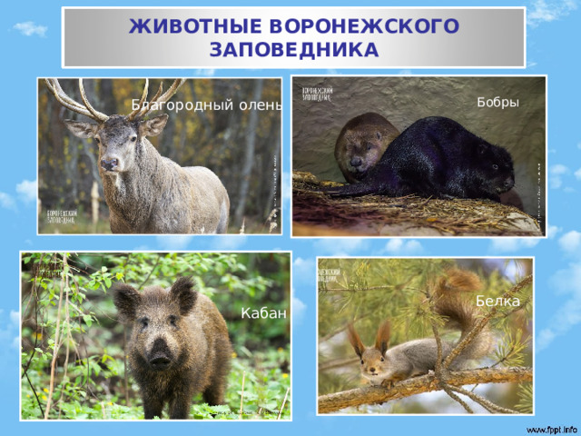 ЖИВОТНЫЕ ВОРОНЕЖСКОГО ЗАПОВЕДНИКА ЖИВОТНЫЕ ВОРОНЕЖСКОГО ЗАПОВЕДНИКА Бобры Благородный олень Белка Белка Кабан 