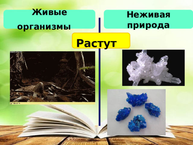 Живые организмы   Неживая природа Растут  