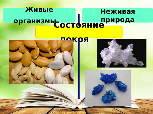 Живые организмы   Неживая природа Состояние покоя  