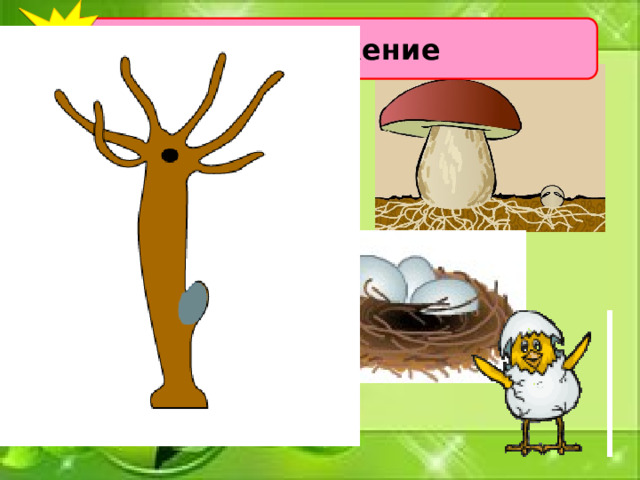 6 Размножение 