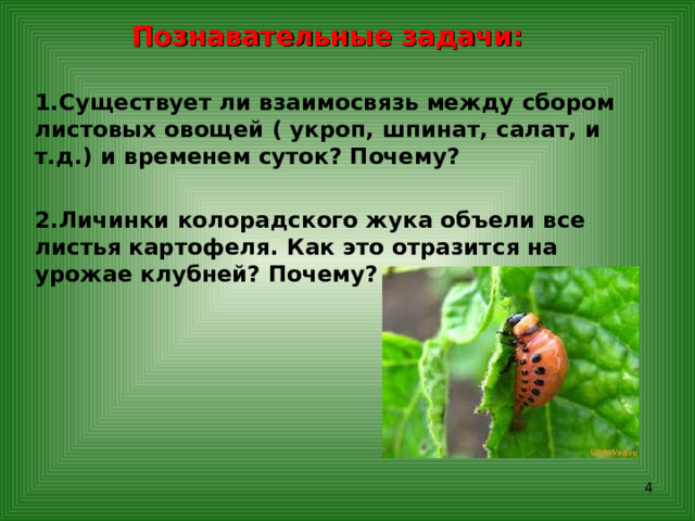Познавательные задачи:  Существует ли взаимосвязь между сбором листовых овощей ( укроп, шпинат, салат, и т.д.) и временем суток? Почему?  Личинки колорадского жука объели все листья картофеля. Как это отразится на урожае клубней? Почему?  