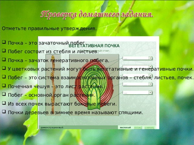 Отметьте правильные утверждения.  Почка – это зачаточный побег.  Побег состоит из стебля и листьев.  Почка – зачаток генеративного побега.  У цветковых растений могут быть вегетативные и генеративные почки.  Побег – это система взаимосвязанных органов – стебля, листьев, почек.  Почечная чешуя – это лист растения.  Побег – основной орган растения.  Из всех почек вырастают боковые побеги.  Почки деревьев в зимнее время называют спящими. 