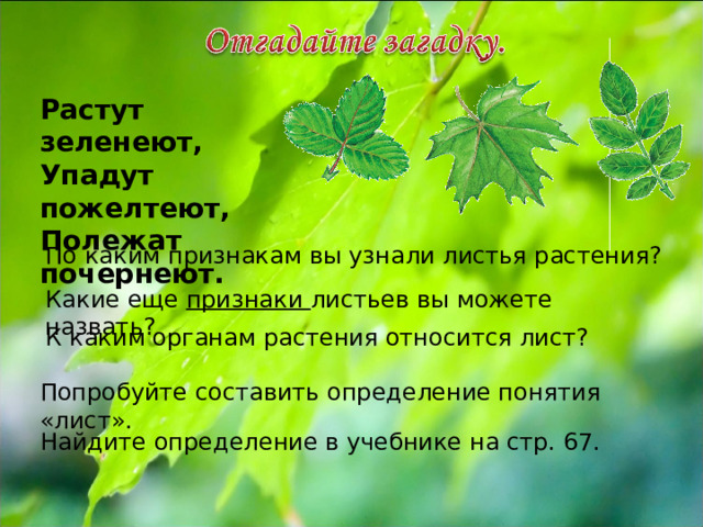 Растут зеленеют, Упадут пожелтеют, Полежат почернеют. По каким признакам вы узнали листья растения? Какие еще признаки листьев вы можете назвать? К каким органам растения относится лист? Попробуйте составить определение понятия «лист». Найдите определение в учебнике на стр. 67. 