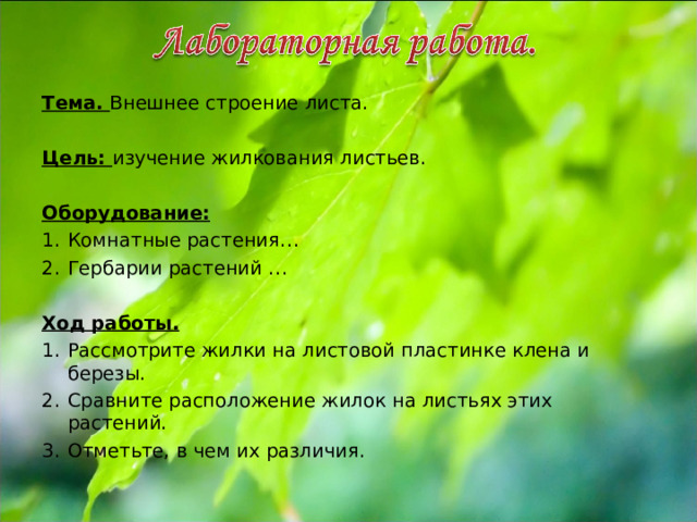 Тема. Внешнее строение листа. Цель: изучение жилкования листьев. Оборудование: Комнатные растения… Гербарии растений … Ход работы. Рассмотрите жилки на листовой пластинке клена и березы. Сравните расположение жилок на листьях этих растений. Отметьте, в чем их различия. 