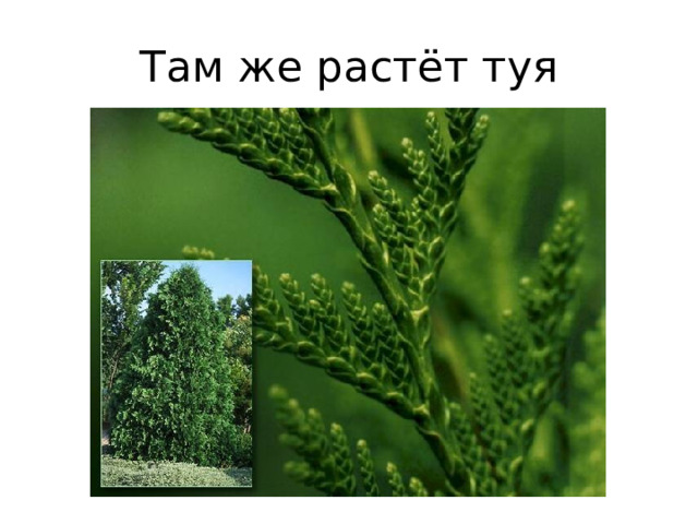 Там же растёт туя 
