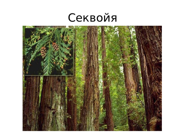 Секвойя 