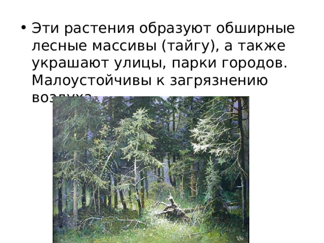 Эти растения образуют обширные лесные массивы (тайгу), а также украшают улицы, парки городов. Малоустойчивы к загрязнению воздуха. 