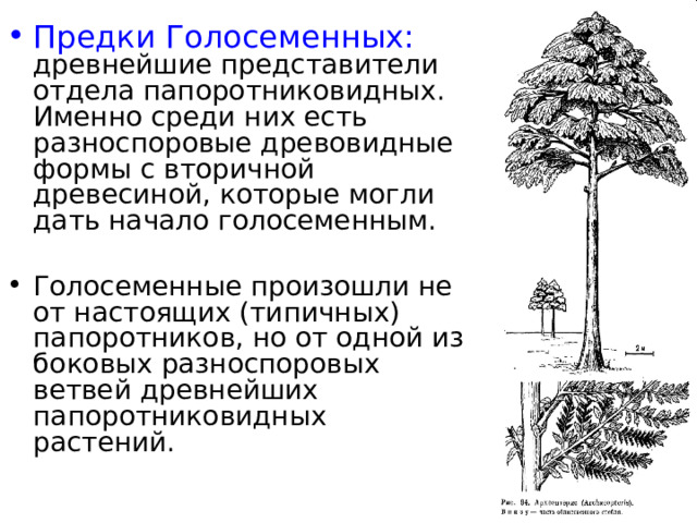 Предки Голосеменных: древнейшие представители отдела папоротниковидных. Именно среди них есть разноспоровые древовидные формы с вторичной древесиной, которые могли дать начало голосеменным. Голосеменные произошли не от настоящих (типичных) папоротников, но от одной из боковых разноспоровых ветвей древнейших папоротниковидных растений. 