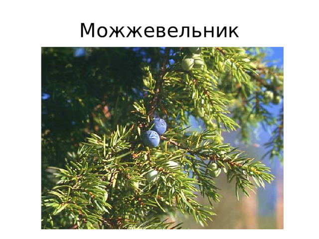 Можжевельник 