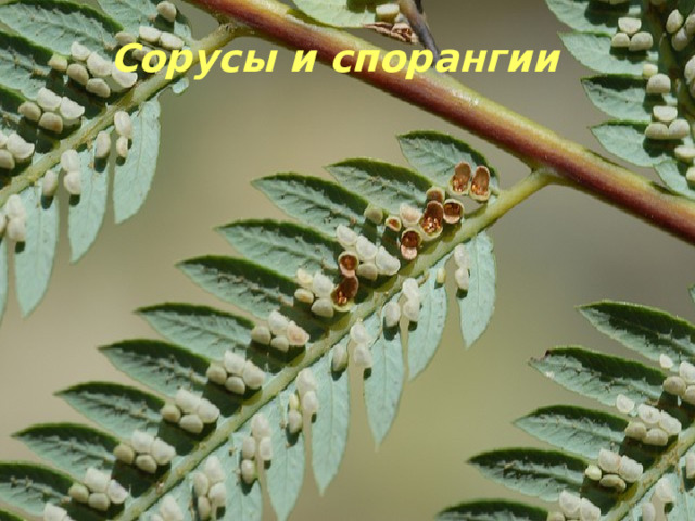 , Сорусы папоротника  Заросток папоротника  Сорусы и спорангии 
