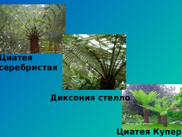 Циатея серебристая Диксония стелло Циатея Купера 