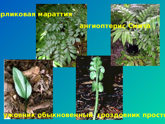 карликовая мараттия ангиоптерис Смита ужовник обыкновенный гроздовник простой 