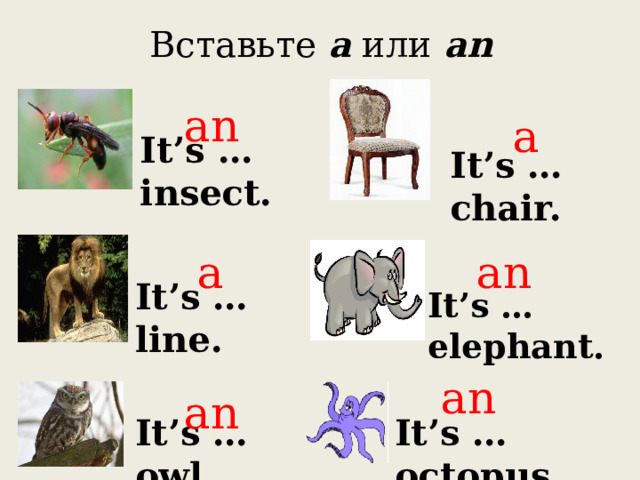 Вставьте a или an an a It’s …insect. It’s …chair. an a It’s … line. It’s …elephant. an an It’s … owl. It’s … octopus. 