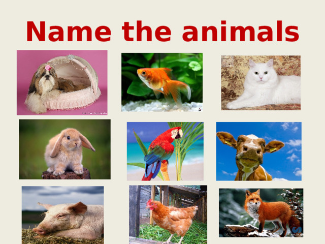 Name the animals 