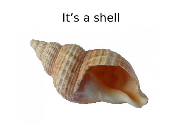 It’s a shell 