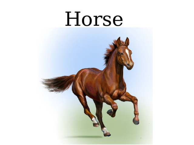 Horse 