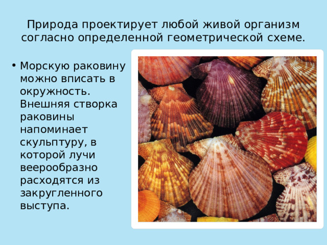 Природа проектирует любой живой организм согласно определенной геометрической схеме. Морскую раковину можно вписать в окружность. Внешняя створка раковины напоминает скульптуру, в которой лучи веерообразно расходятся из закругленного выступа. 