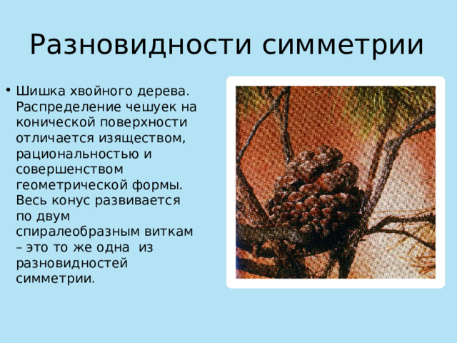 Разновидности симметрии Шишка хвойного дерева. Распределение чешуек на конической поверхности отличается изяществом, рациональностью и совершенством геометрической формы. Весь конус развивается по двум спиралеобразным виткам – это то же одна из разновидностей симметрии. 