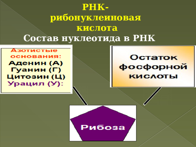 РНК- рибонуклеиновая кислота Состав нуклеотида в РНК 