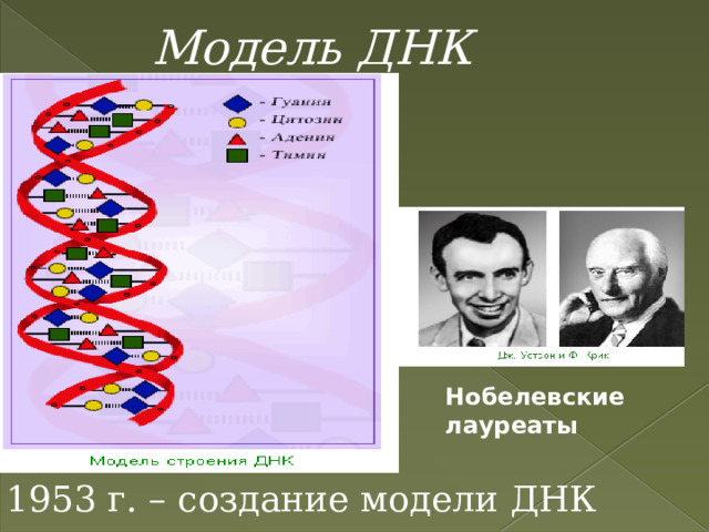 Модель ДНК Нобелевские лауреаты 1953 г. – создание модели ДНК 