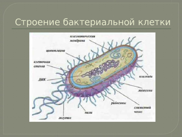 Строение бактериальной клетки 