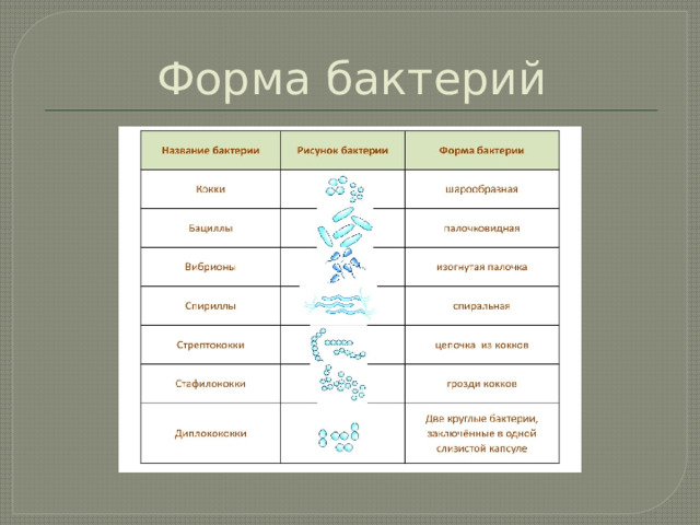 Форма бактерий 