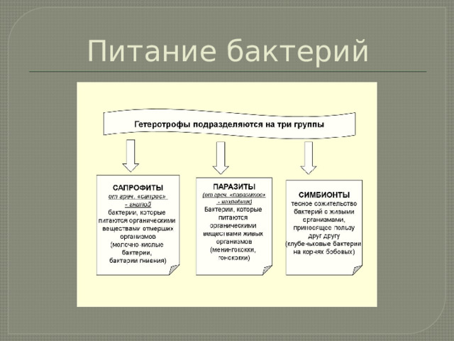 Питание бактерий 