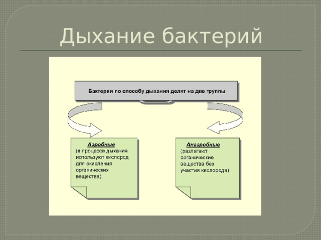 Дыхание бактерий 