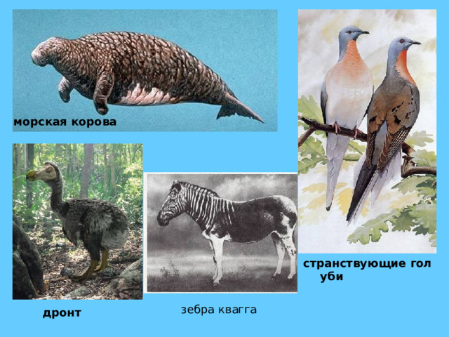 морская корова странствующие голуби  зебра квагга дронт 