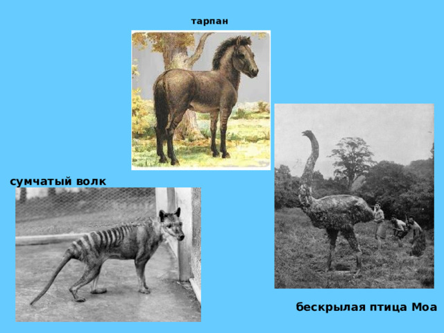 тарпан сумчатый волк   бескрылая птица Моа    