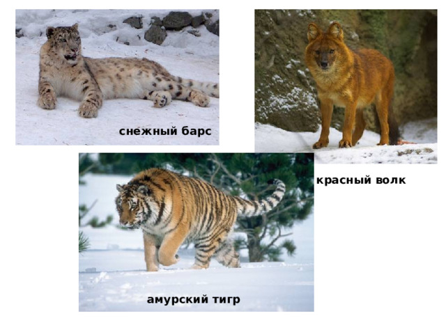снежный барс красный волк   амурский тигр 