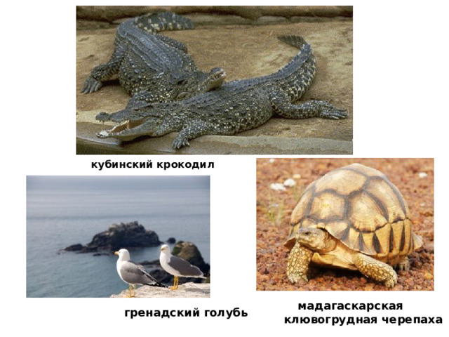 кубинский крокодил  мадагаскарская  клювогрудная черепаха гренадский голубь  