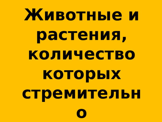 Животные и растения, количество которых стремительно снижается! 