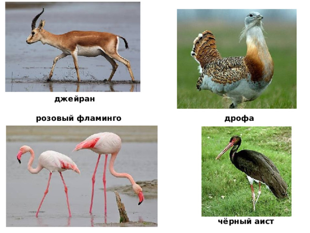 джейран дрофа розовый фламинго чёрный аист 