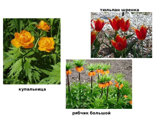 тюльпан шренка ьпан купальница     рябчик большой 