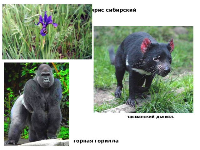 ирис сибирский тасманский дьявол. горная горилла   
