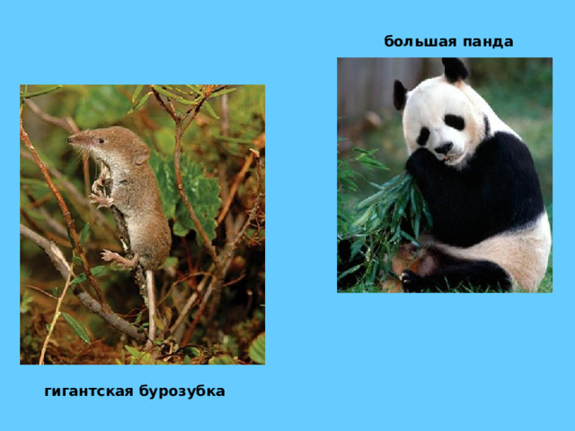 большая панда  гигантская бурозубка 