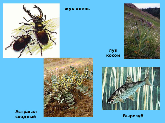 жук олень лук косой Астрагал сходный  Вырезуб  