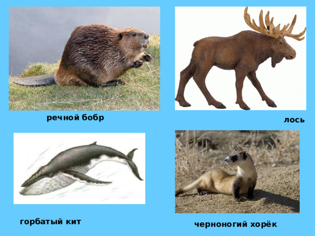 речной бобр лось горбатый кит черноногий хорёк 