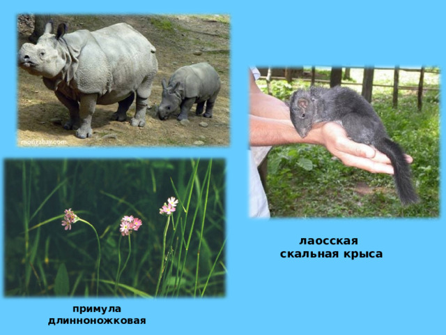 носорог суматранский  лаосская скальная крыса примула длинноножковая  