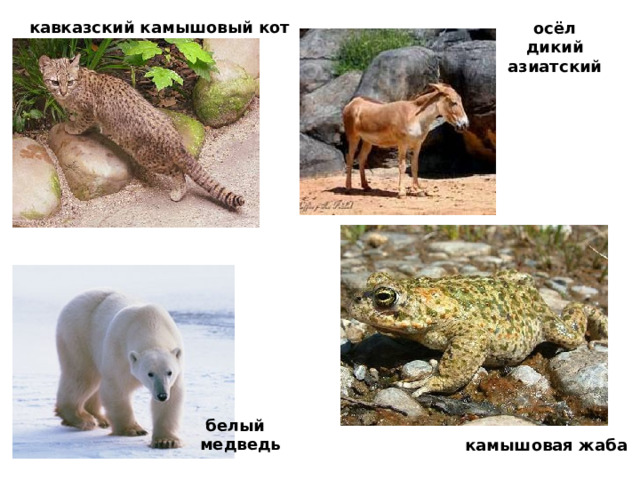 кавказский камышовый кот осёл дикий азиатский  белый  медведь камышовая жаба 