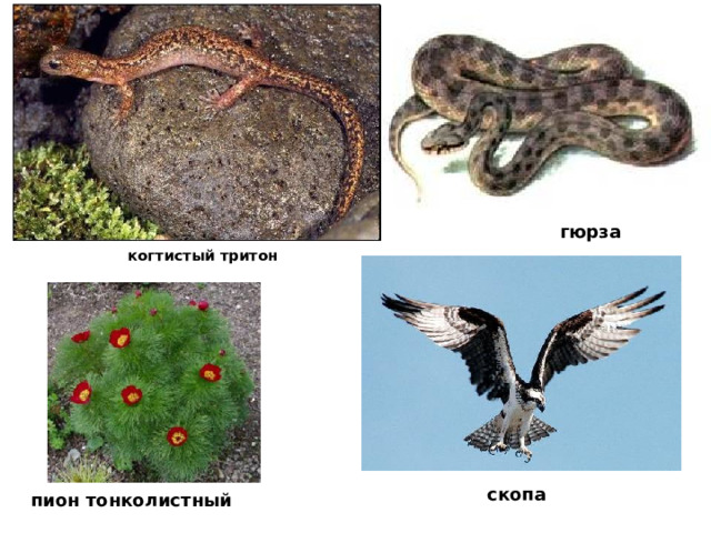 гюрза когтистый тритон скопа пион тонколистный  