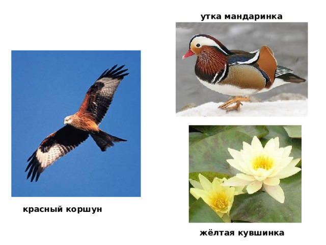 утка мандаринка красный коршун жёлтая кувшинка  