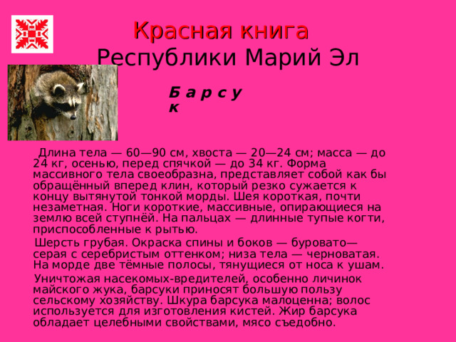 Красная книга    Республики Марий Эл Б а р с у к      Длина тела — 60—90 см, хвоста — 20—24 см; масса — до 24 кг, осенью, перед спячкой — до 34 кг. Форма массивного тела своеобразна, представляет собой как бы обращённый вперед клин, который резко сужается к концу вытянутой тонкой морды. Шея короткая, почти незаметная. Ноги короткие, массивные, опирающиеся на землю всей ступнёй. На пальцах — длинные тупые когти, приспособленные к рытью.  Шерсть грубая. Окраска спины и боков — буровато—серая с серебристым оттенком; низа тела — черноватая. На морде две тёмные полосы, тянущиеся от носа к ушам.  Уничтожая насекомых-вредителей, особенно личинок майского жука, барсуки приносят большую пользу сельскому хозяйству. Шкура барсука малоценна; волос используется для изготовления кистей. Жир барсука обладает целебными свойствами, мясо съедобно. 