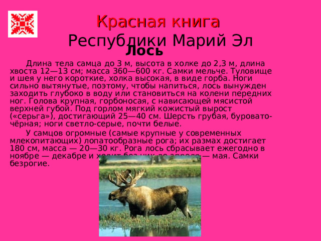 Красная книга  Республики Марий Эл Лось  Длина тела самца до 3 м, высота в холке до 2,3 м, длина хвоста 12—13 см; масса 360—600 кг. Самки мельче. Туловище и шея у него короткие, холка высокая, в виде горба. Ноги сильно вытянутые, поэтому, чтобы напиться, лось вынужден заходить глубоко в воду или становиться на колени передних ног. Голова крупная, горбоносая, с нависающей мясистой верхней губой. Под горлом мягкий кожистый вырост («серьга»), достигающий 25—40 см. Шерсть грубая, буровато-чёрная; ноги светло-серые, почти белые.  У самцов огромные (самые крупные у современных млекопитающих) лопатообразные рога; их размах достигает 180 см, масса — 20—30 кг. Рога лось сбрасывает ежегодно в ноябре — декабре и ходит без них до апреля — мая. Самки безрогие. 