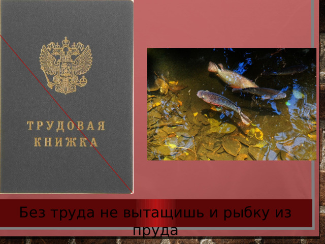 Без труда не вытащишь и рыбку из пруда 