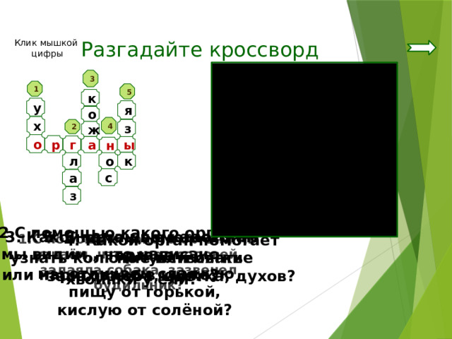 Разгадайте кроссворд Клик мышкой цифры 3 1 5 к у я о х 4 з 2 ж о р г ы а н о л к с а з  2.С помощью какого органа  мы видим , что написано или нарисовано в книге?   3. Какой орган помогает нам узнать колючие или мягкие хвоинки у ели? 5. С помощью какого органа мы отличаем сладкую пищу от горькой, кислую от солёной? 4. Какой орган помогает почувствовать запах хлеба, цветка, духов? 1.С помощью какого органа мы узнаём, что запел соловей, залаяла собака, зазвенел будильник? 