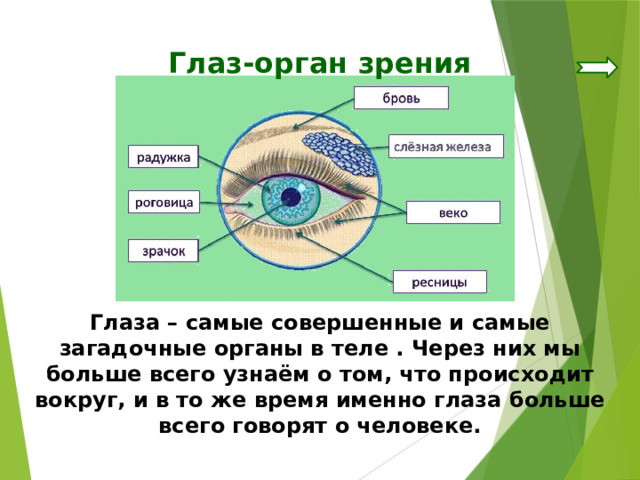 Глаз-орган зрения Глаза – самые совершенные и самые загадочные органы в теле . Через них мы больше всего узнаём о том, что происходит вокруг, и в то же время именно глаза больше всего говорят о человеке. 