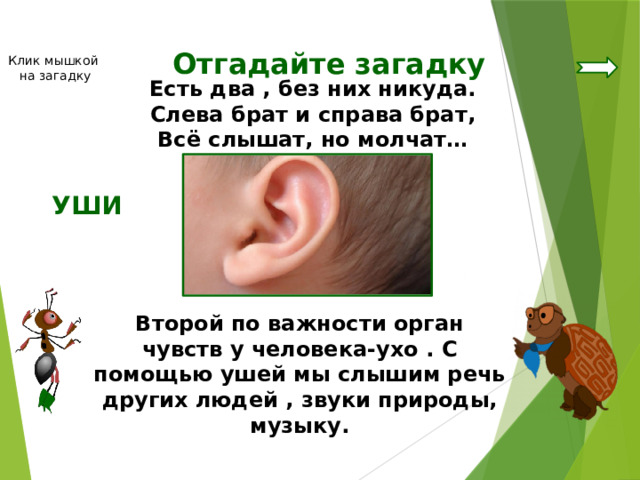 Отгадайте загадку Клик мышкой на загадку Есть два , без них никуда. Слева брат и справа брат, Всё слышат, но молчат… УШИ Второй по важности орган чувств у человека-ухо . С помощью ушей мы слышим речь других людей , звуки природы, музыку. 