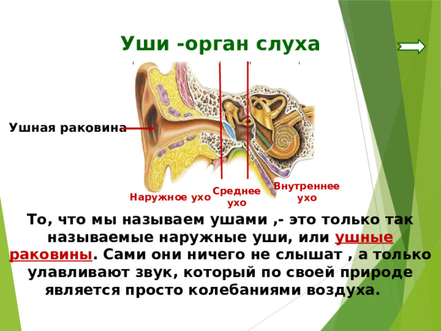 Уши -орган слуха Ушная раковина Внутреннее ухо Среднее ухо Наружное ухо То, что мы называем ушами ,- это только так называемые наружные уши, или ушные раковины . Сами они ничего не слышат , а только улавливают звук, который по своей природе является просто колебаниями воздуха. 